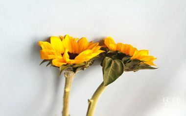 专利侵权怎么投诉