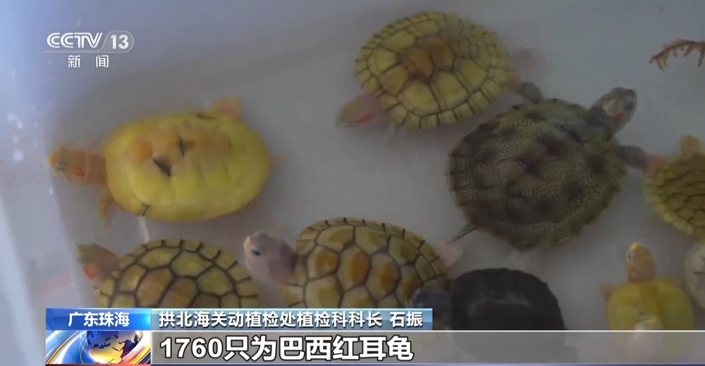 法治在线丨从物种入侵到知识产权保护 十大标杆案件解码司法裁判规则(图23)