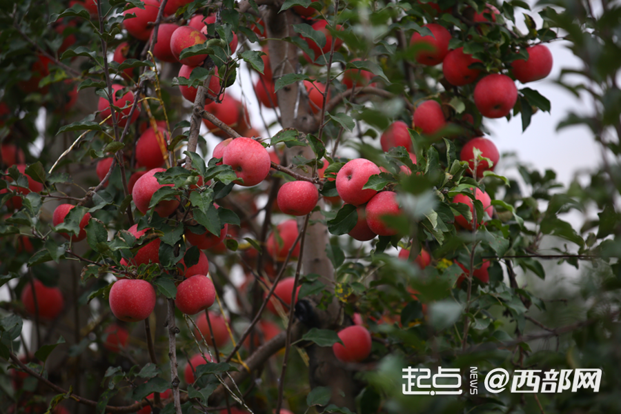 陕西：以知识产权为脉 连通创新沃土与产业森林(图7)