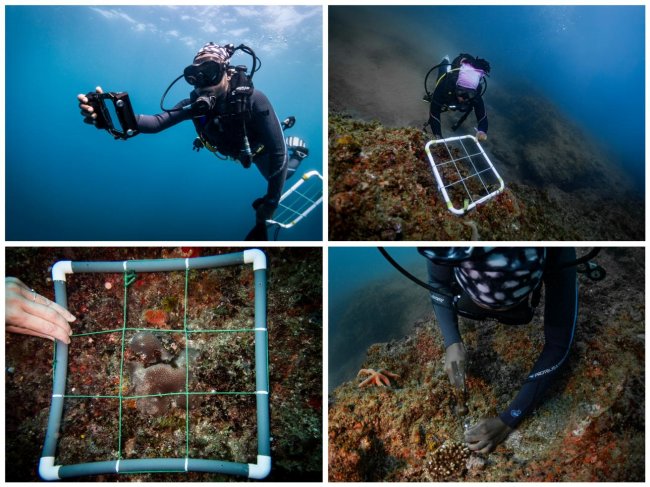 世界地球日：DIVEVOLK 以智能手机水下摄影推动海洋保护让每一位潜水员成为海洋守护者(图5)
